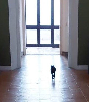 Wislawa Szymborska, Il gatto in un appartamento vuoto