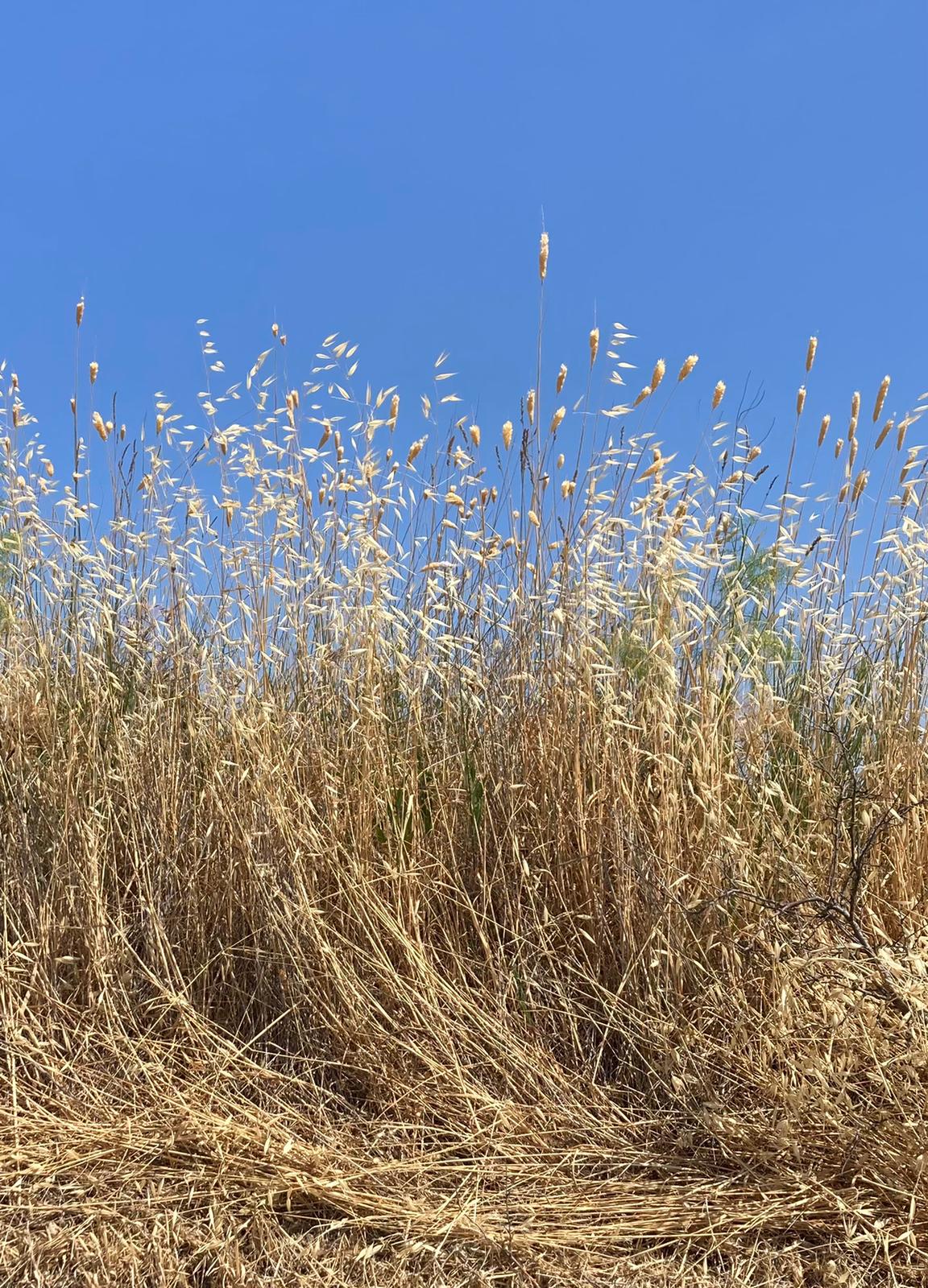 un vortice di polvere